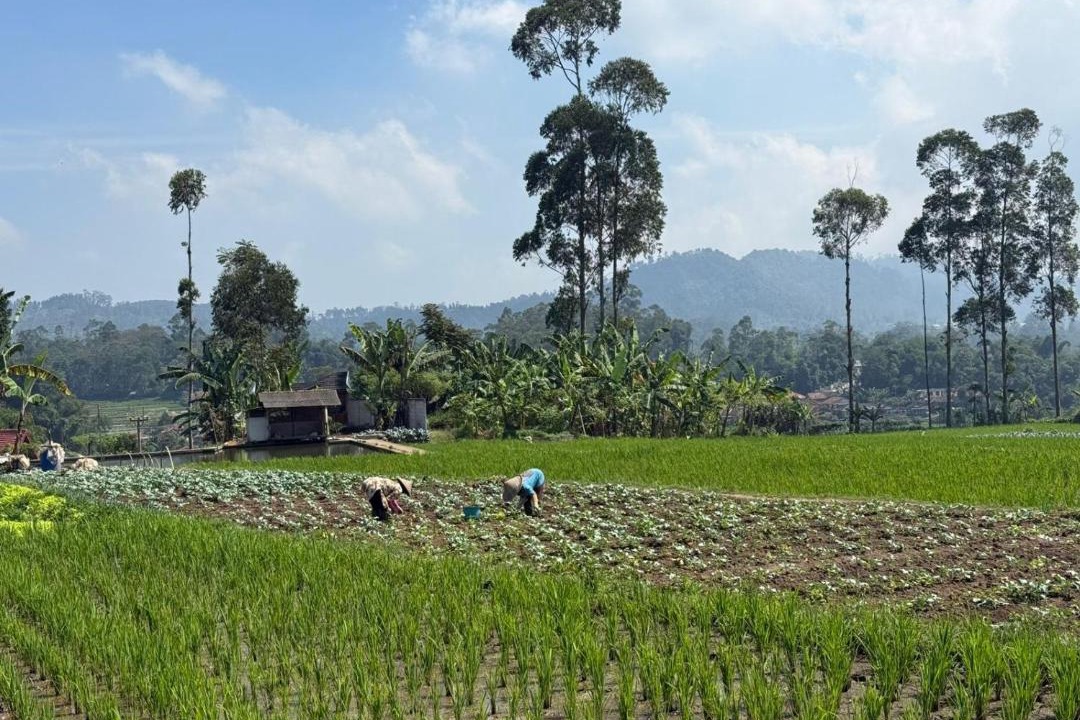 Photo of Others in Ciwidey