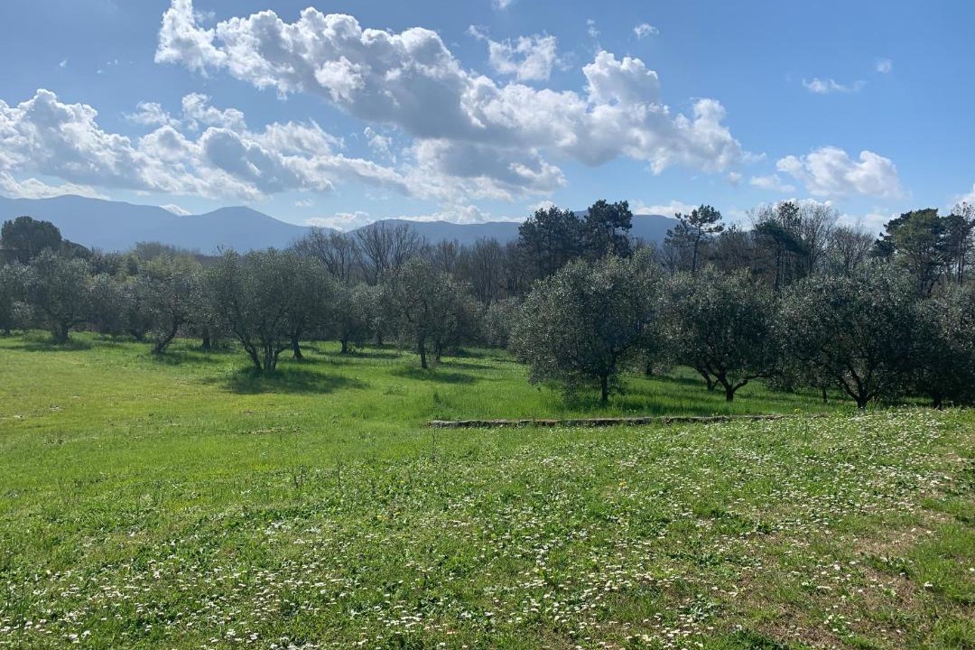 Photo of Others in Lucca