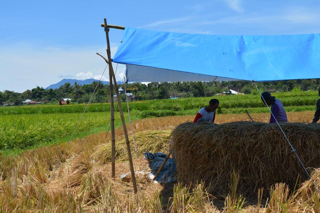 Photo of Outdoor in Sumatra