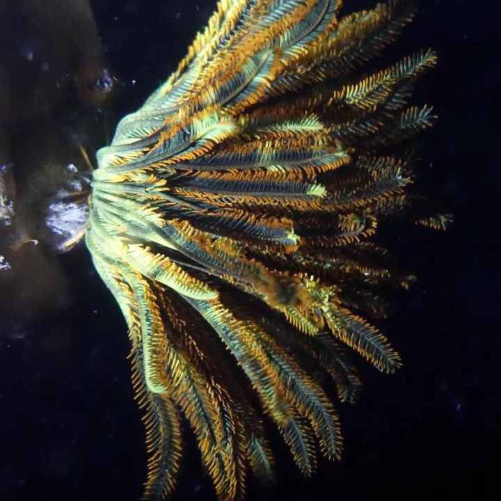Photo of Others in Manyaifun