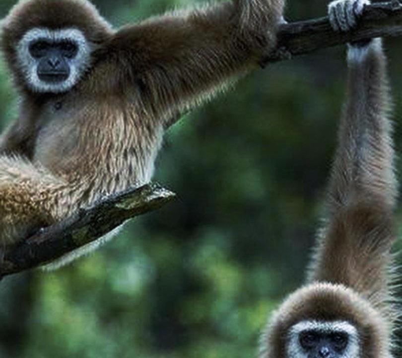 Photo of Others in Bukit Lawang