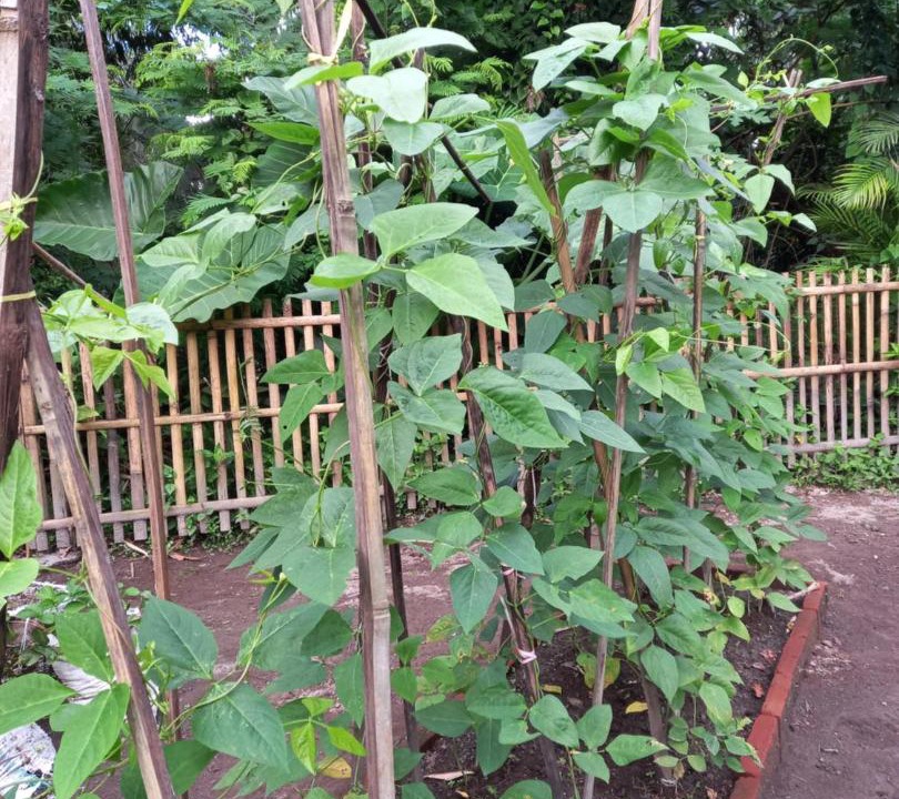 Photo of Outdoor in Pakem