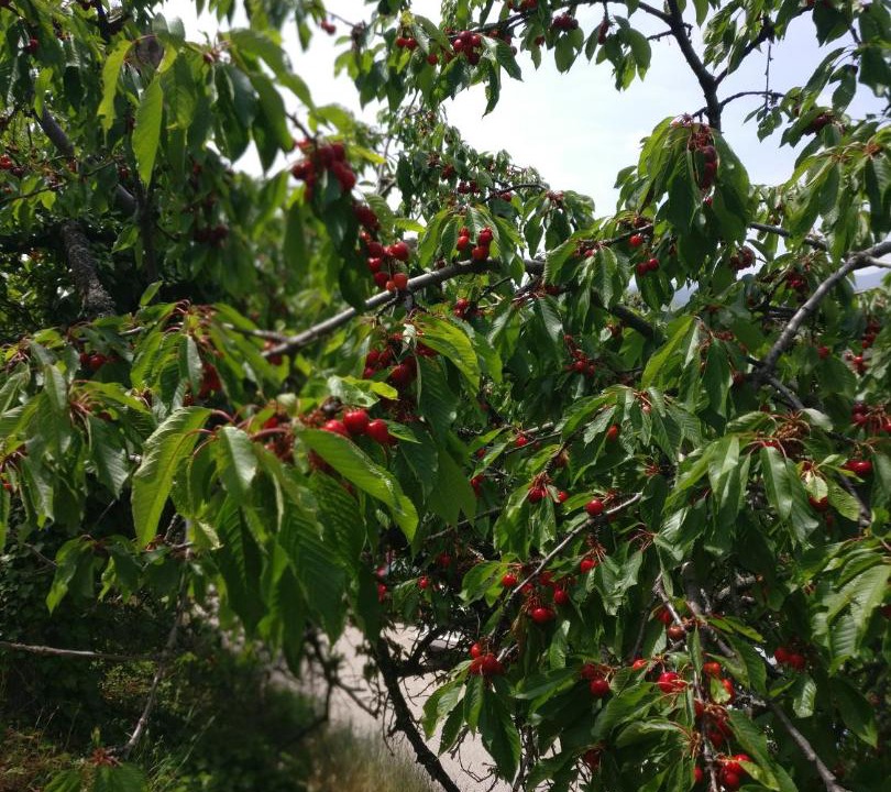 Photo of Outdoor in Luceram