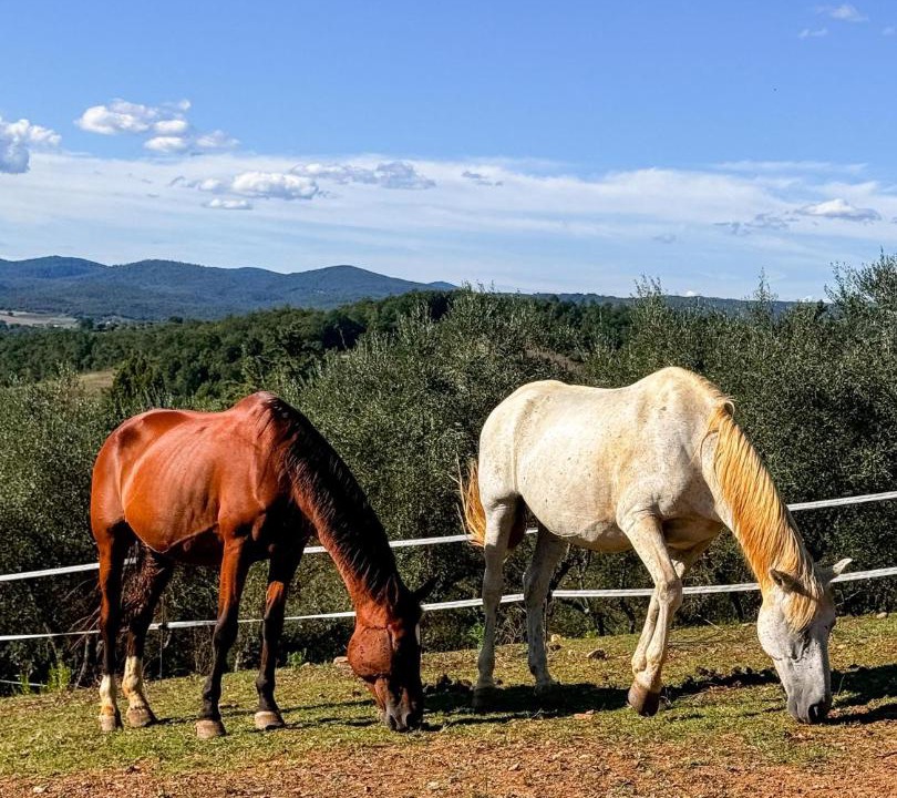 Photo of Others in Civitella Paganico