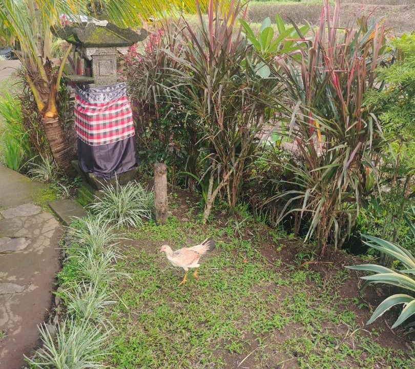 Photo of Outdoor in Sukasada