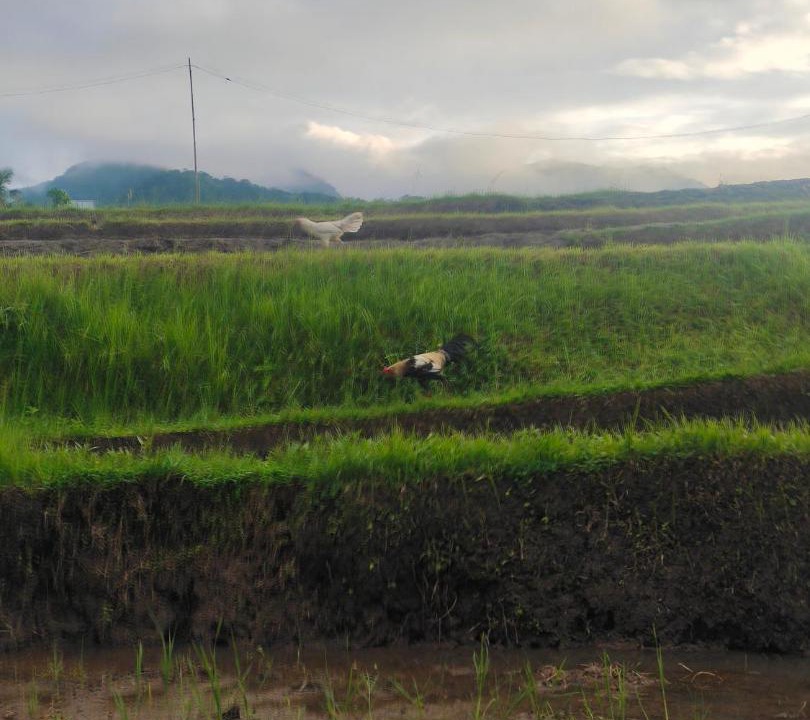 Photo of Others in Sukasada