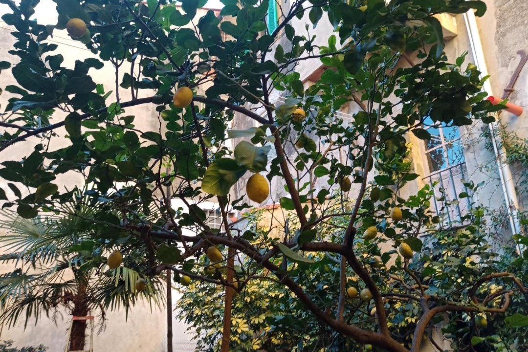 Photo of Others in Pietrasanta