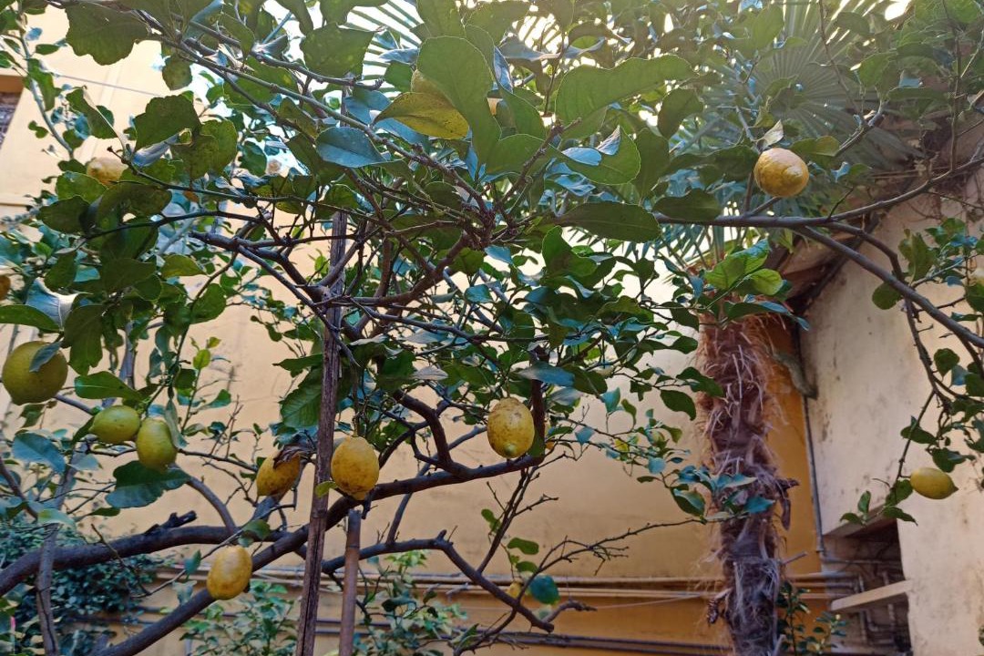 Photo of Others in Pietrasanta