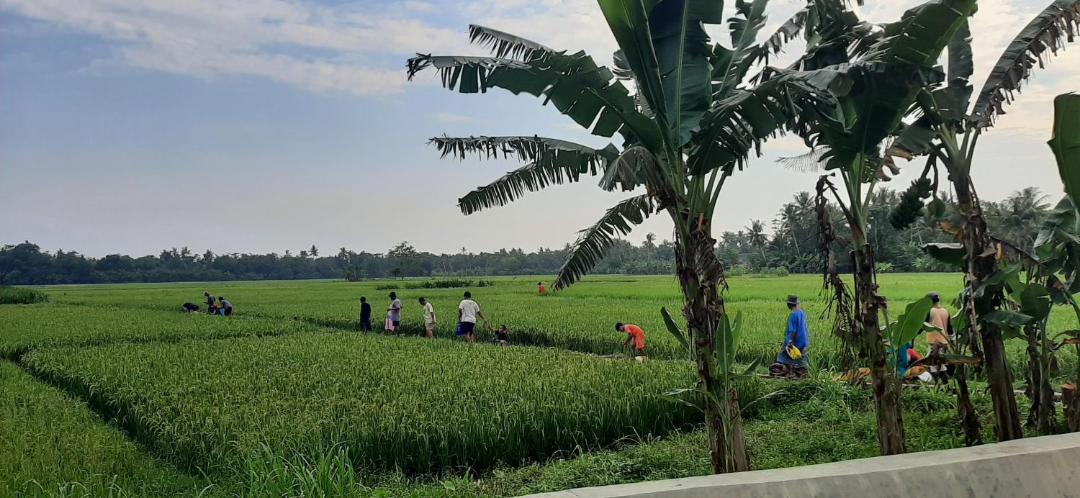 Photo of Others in Parangtritis