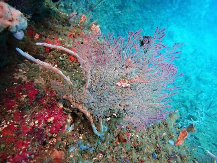 Photo of Others in Raja Ampat