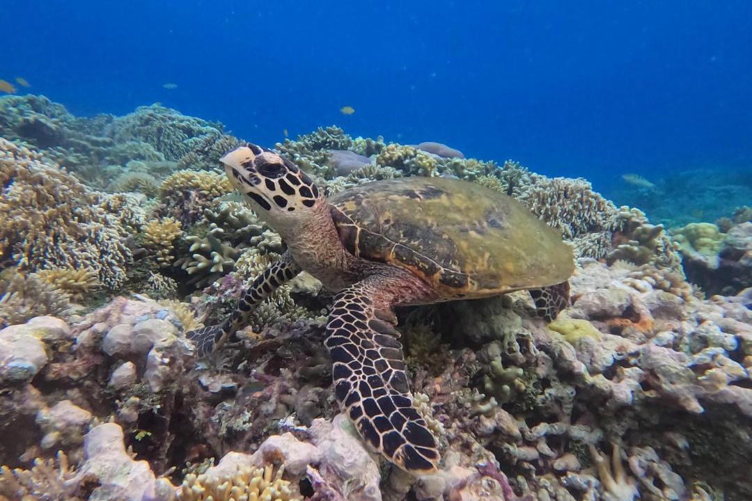 Photo of Others in Raja Ampat