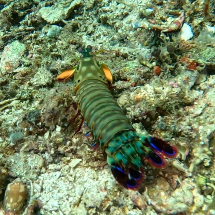 Photo of Others in Raja Ampat