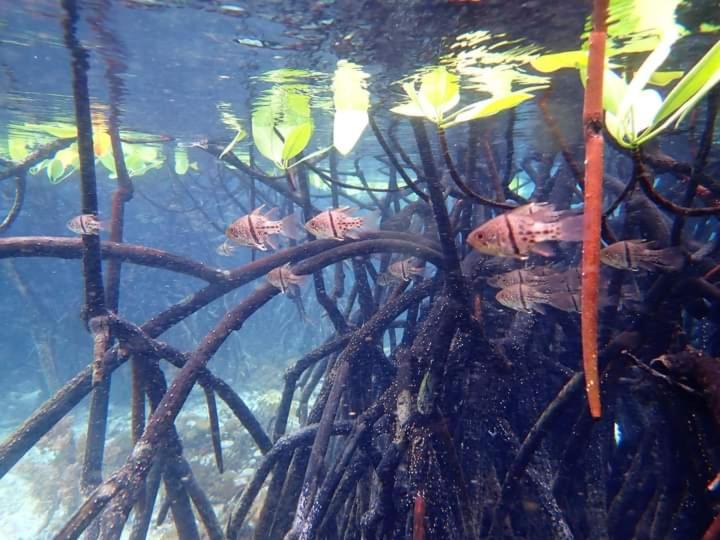 Photo of Others in Raja Ampat
