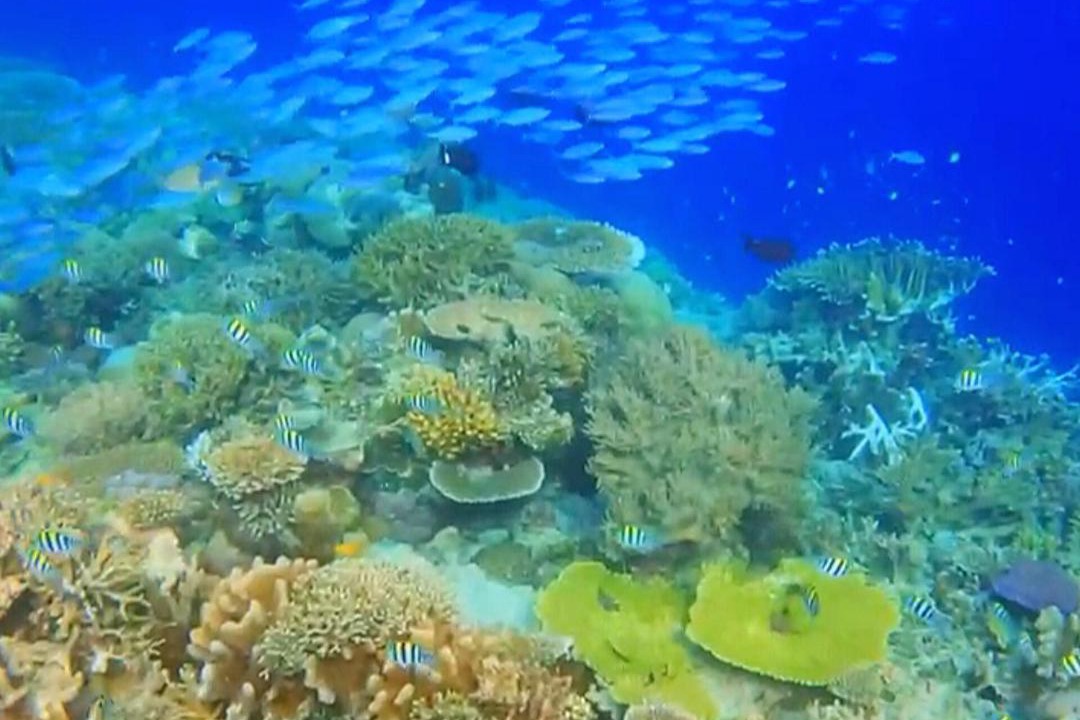 Photo of Others in Raja Ampat