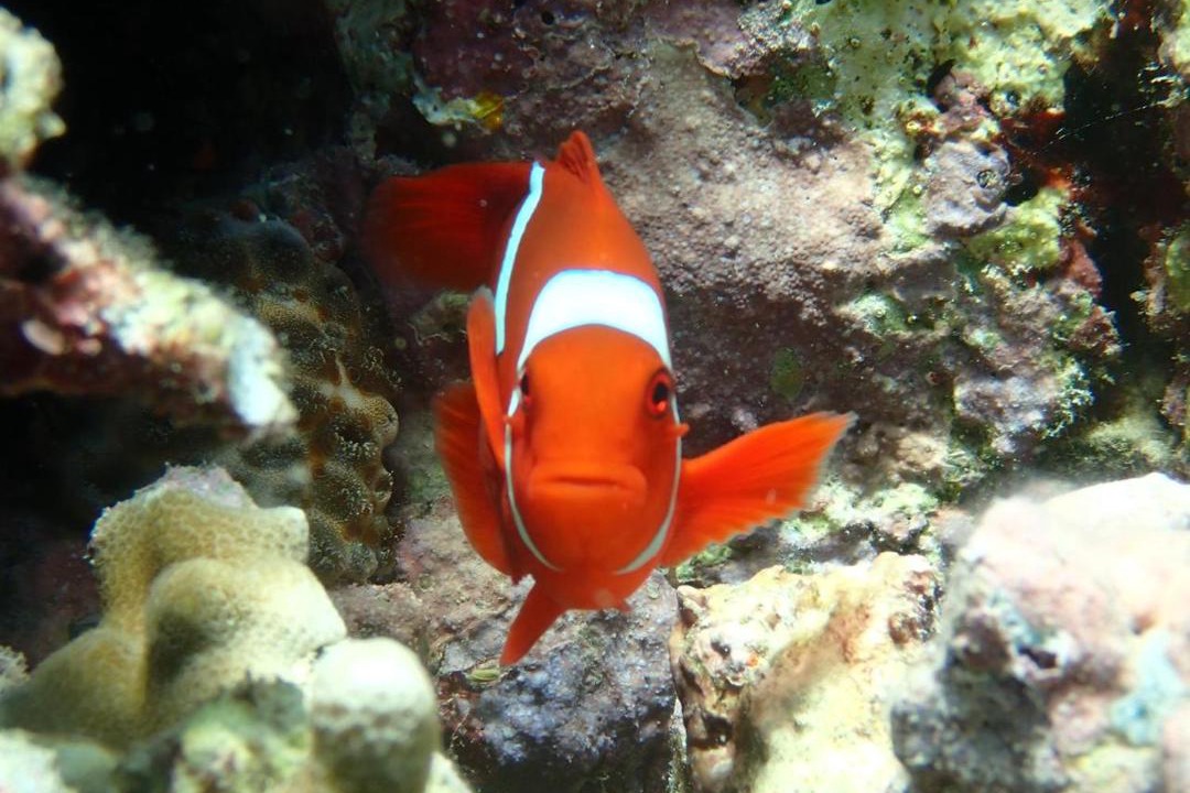 Photo of Others in Pejarakan
