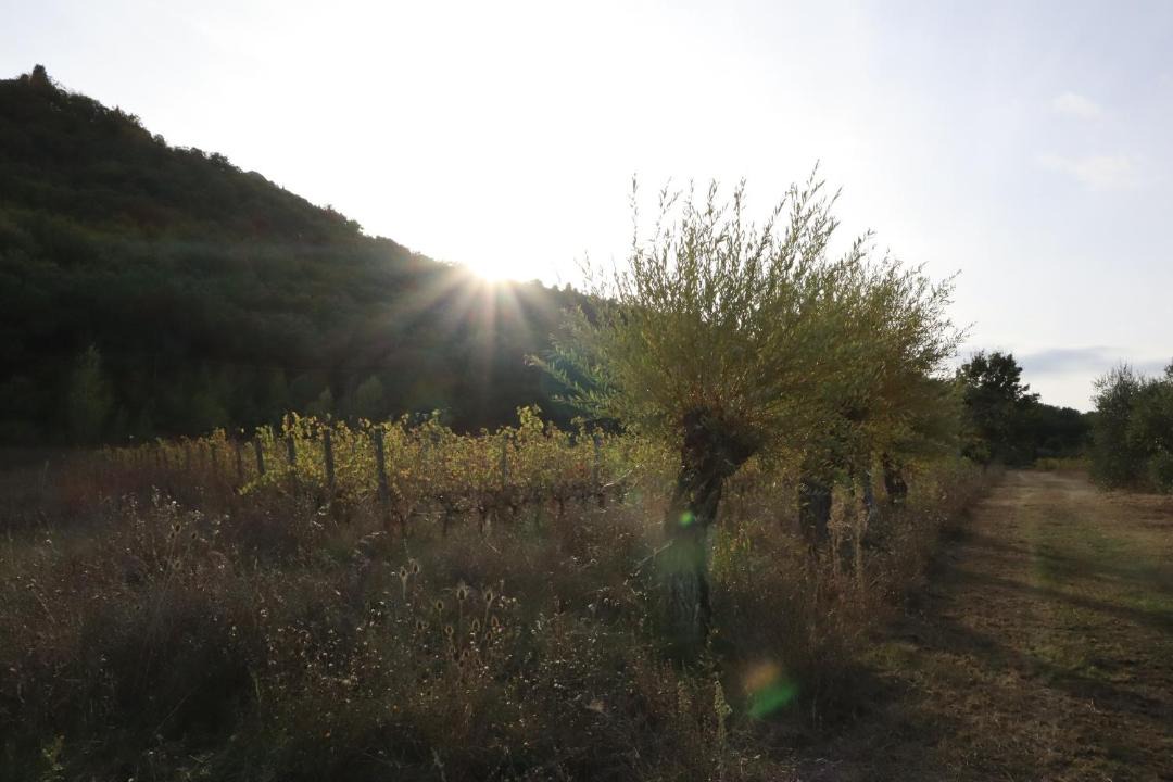 Photo of Others in Montefollonico