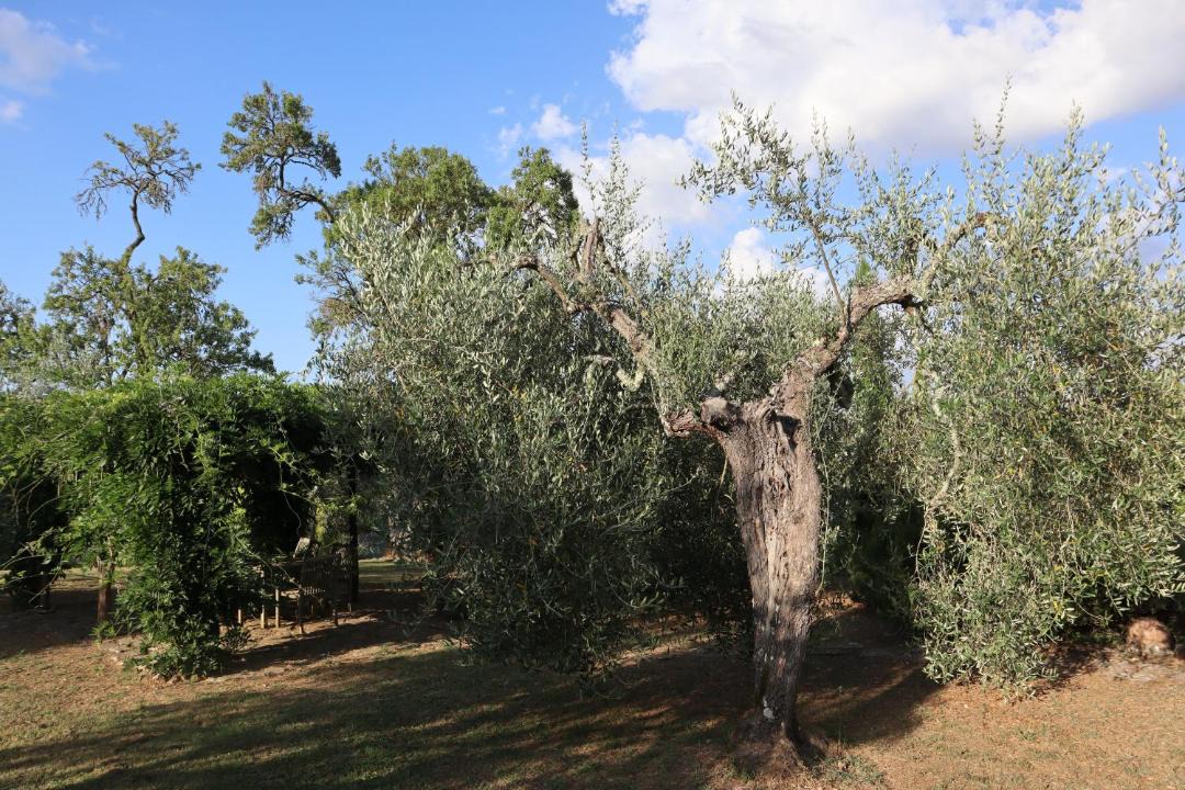 Photo of Others in Montefollonico