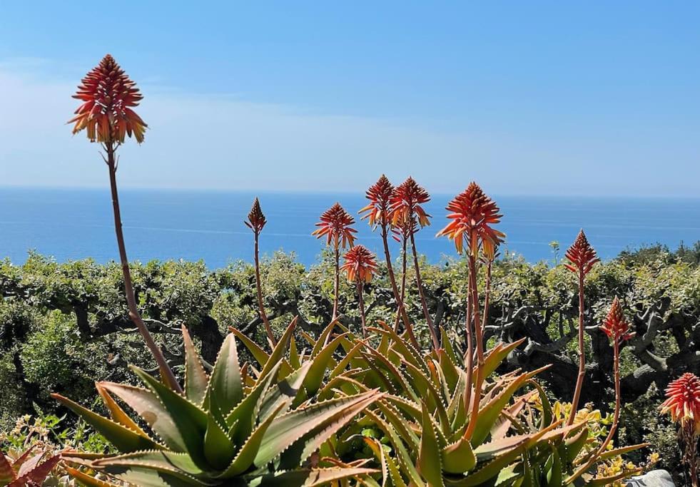 Photo of Outdoor in Castiglioncello