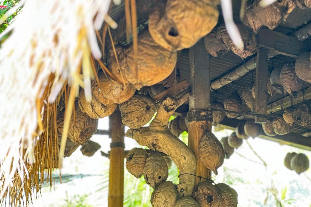 Photo of Others in Taro
