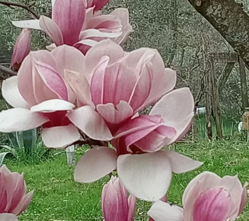 Photo of Others in Fivizzano