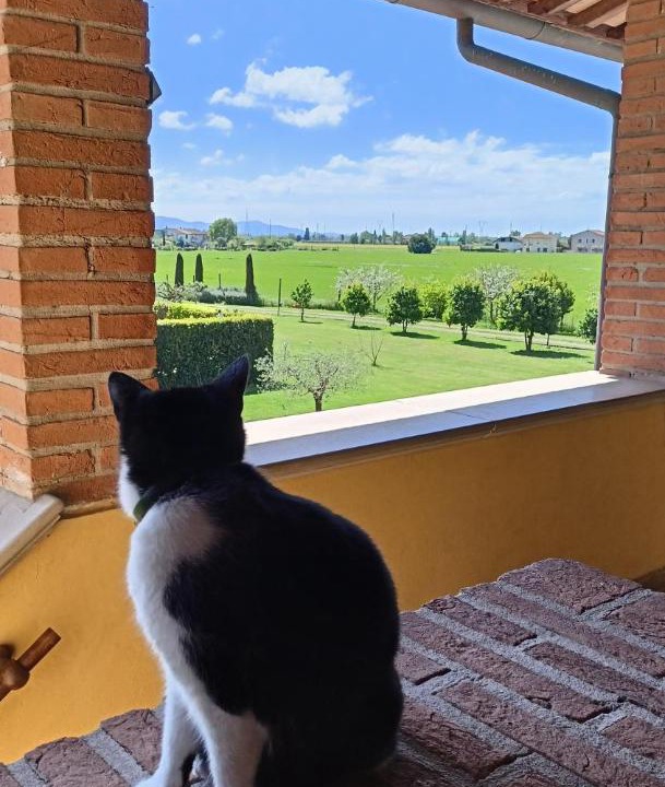 Photo of Patio Balcony in Latignano