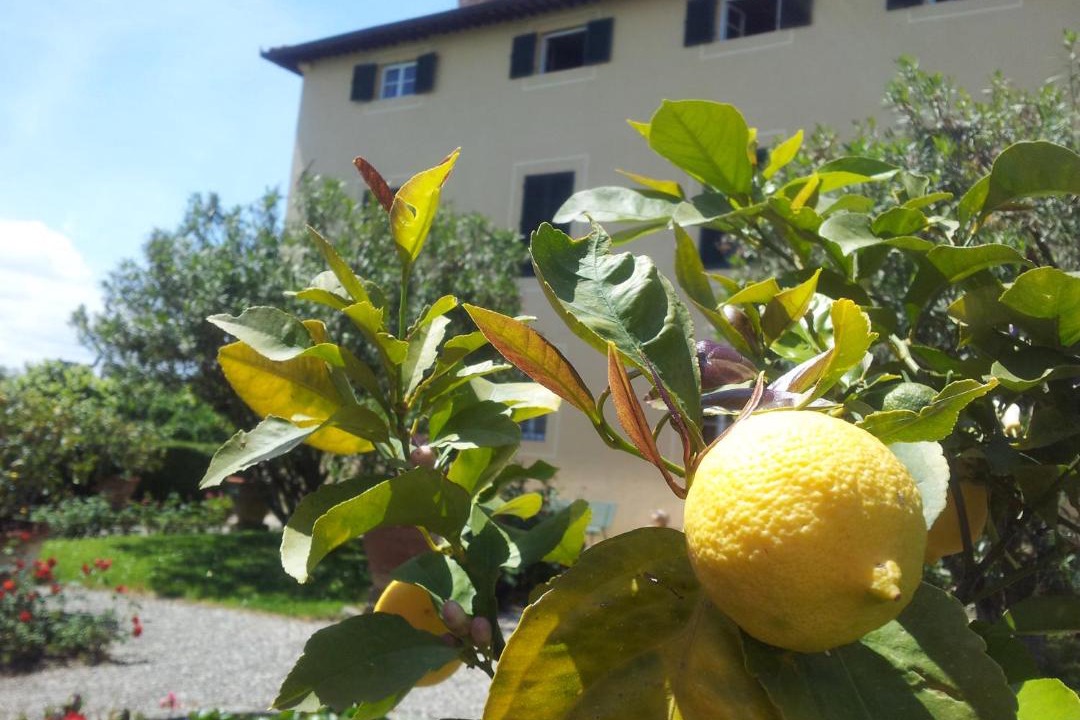 Photo of Others in Petrognano