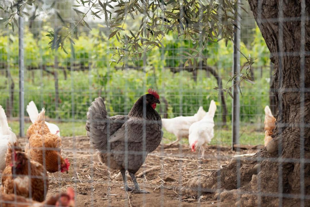 Photo of Others in Castagneto Carducci