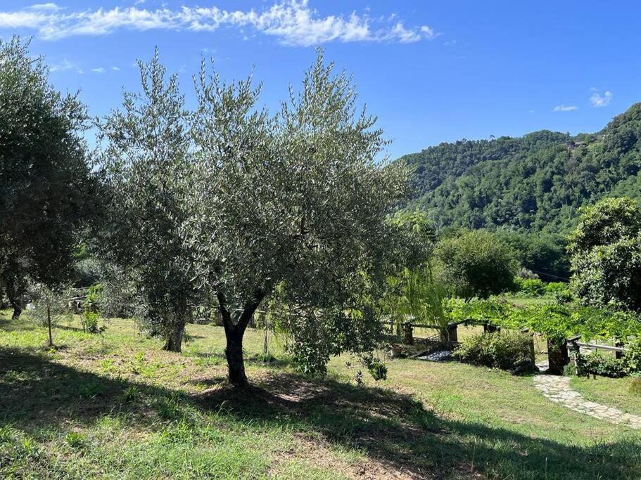 Photo of Outdoor in Pescaglia
