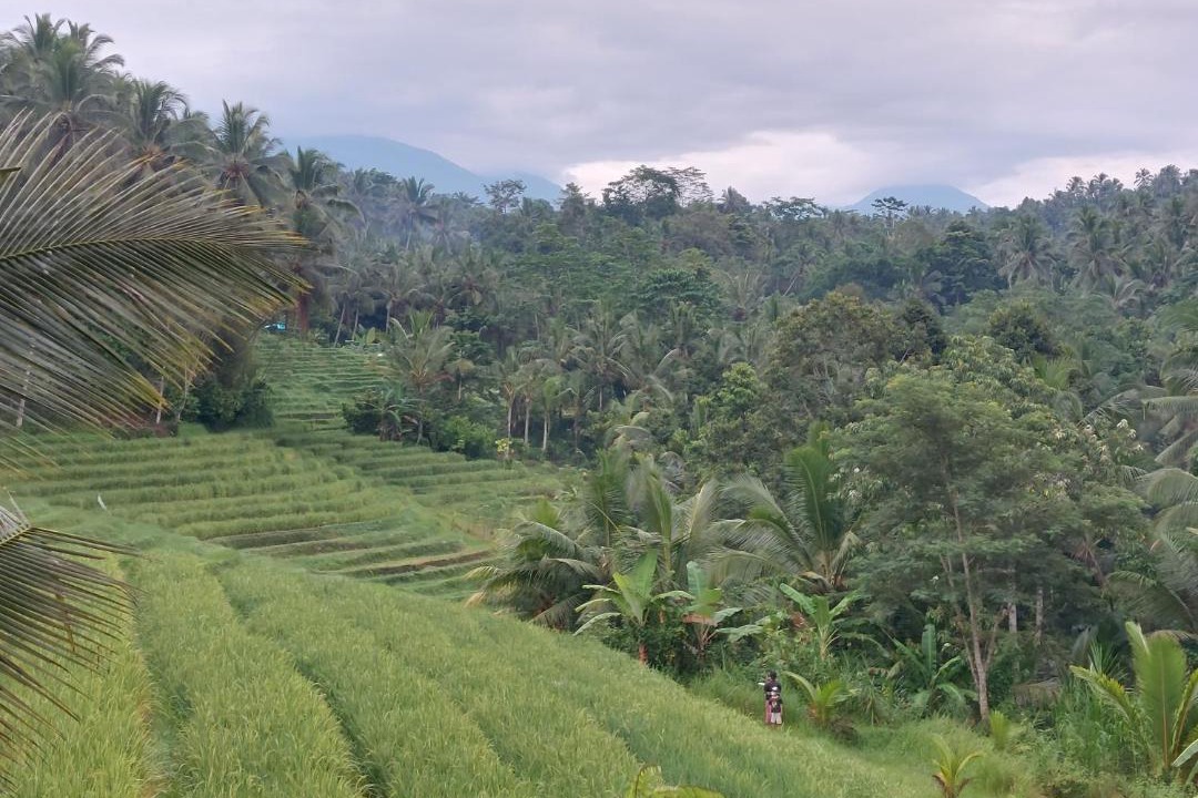 Photo of Outdoor in East Selemadeg