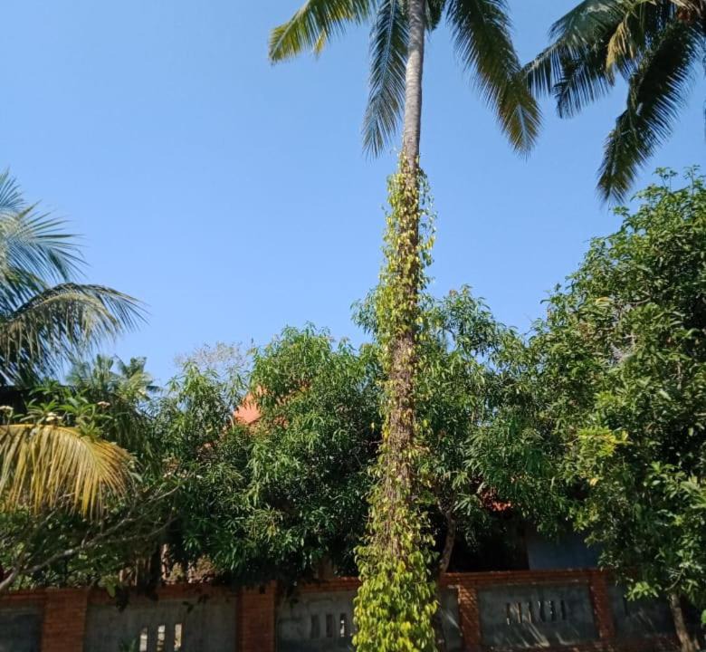 Photo of Outdoor in Bondalem