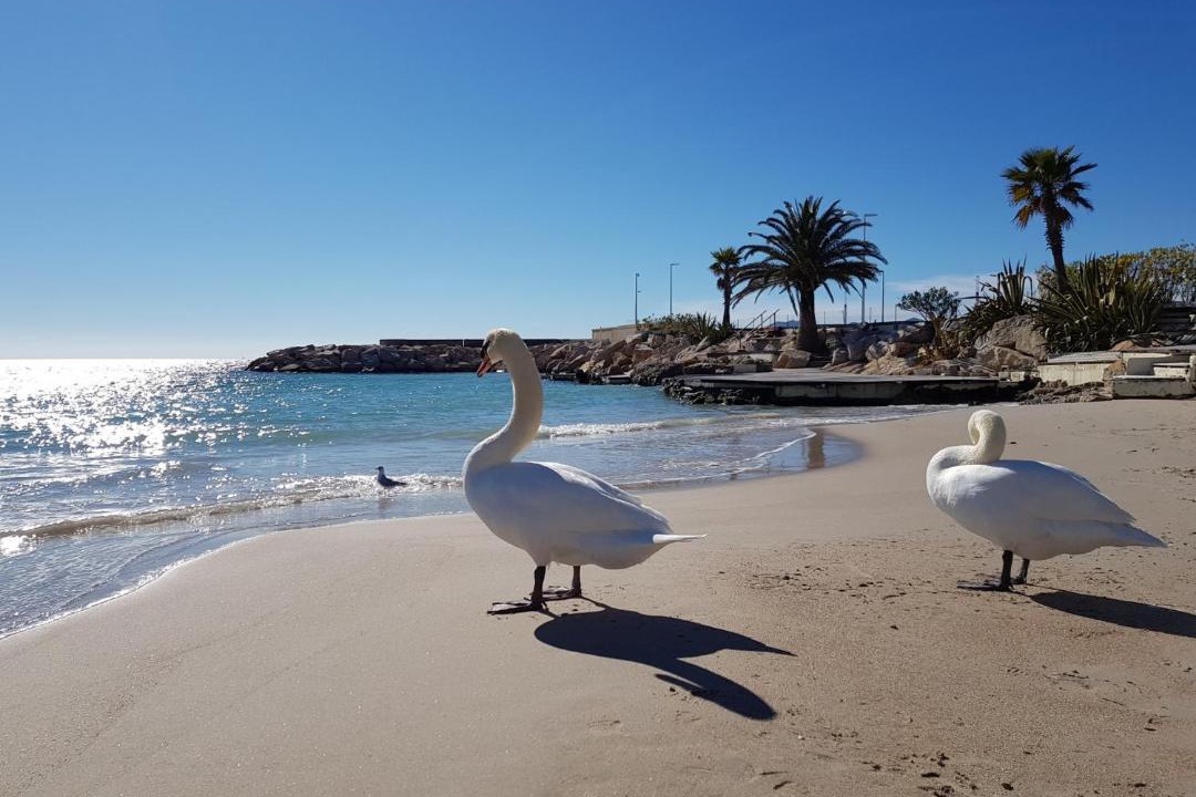 Photo of Others in Pointe Croisette