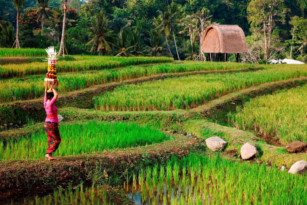 Photo of Others in Kedewatan
