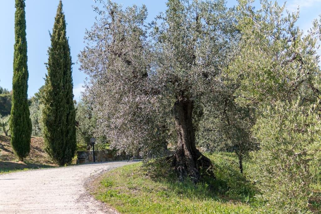 Photo of Others in Castiglioncello
