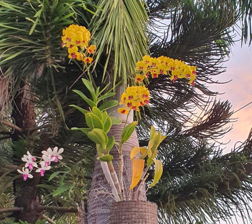 Photo of Others in Paiton
