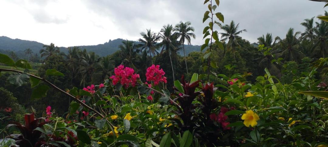 Photo of Outdoor in Munduk