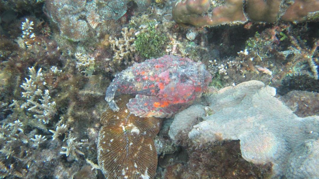Photo of Others in Manyaifun