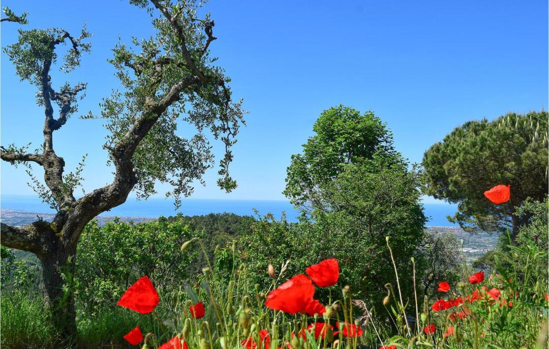 Photo of Others in Camaiore