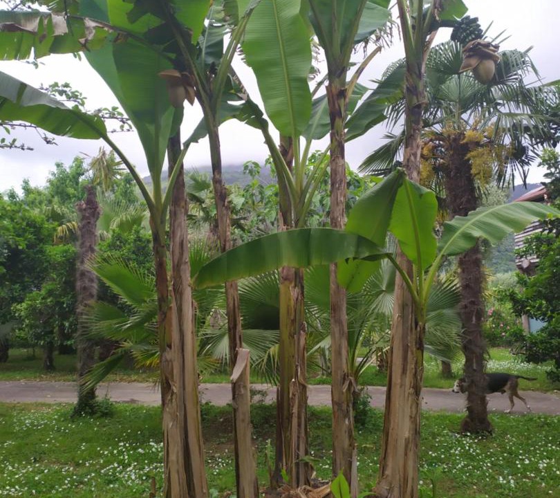 Photo of Outdoor in Massa