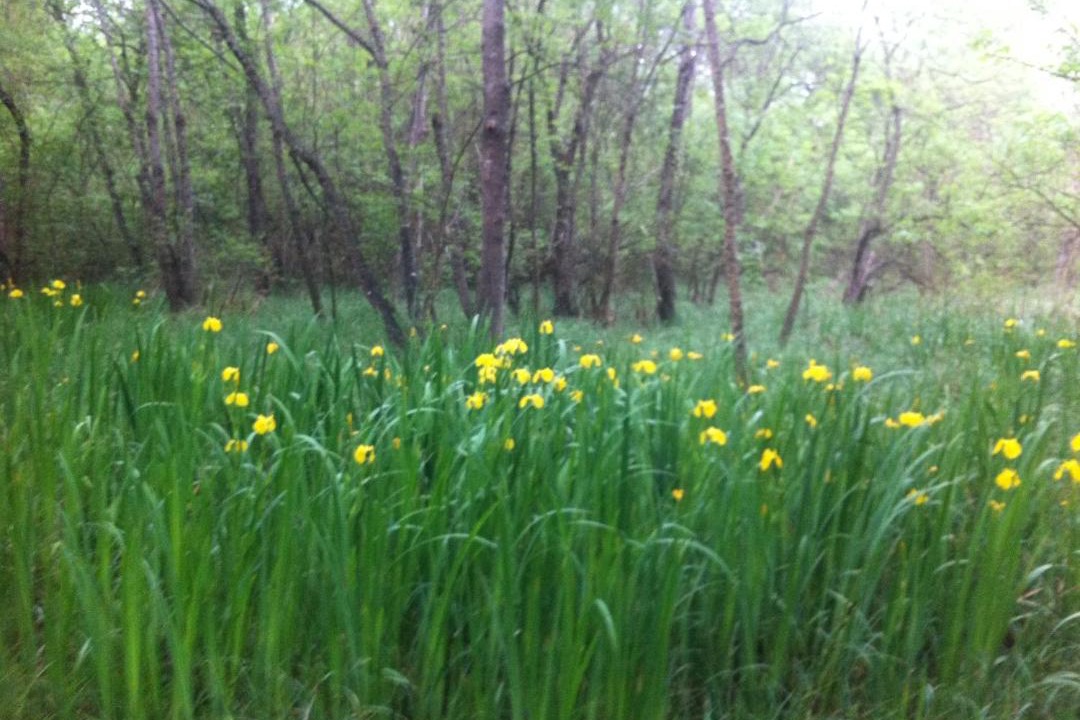 Photo of Outdoor in Plaine de la Brague