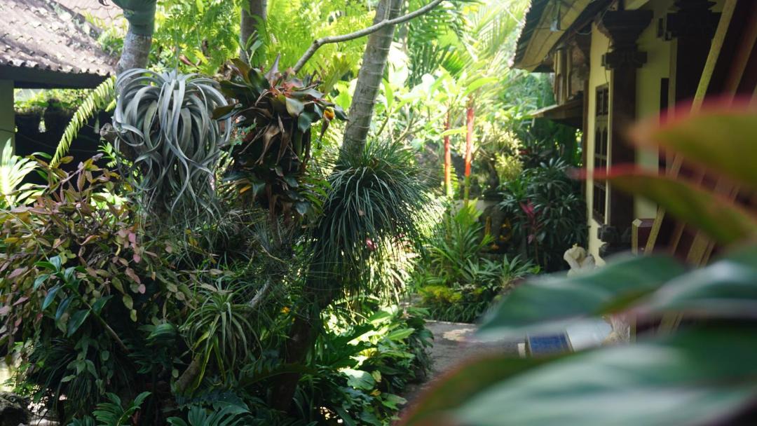 Photo of Outdoor in Ubud