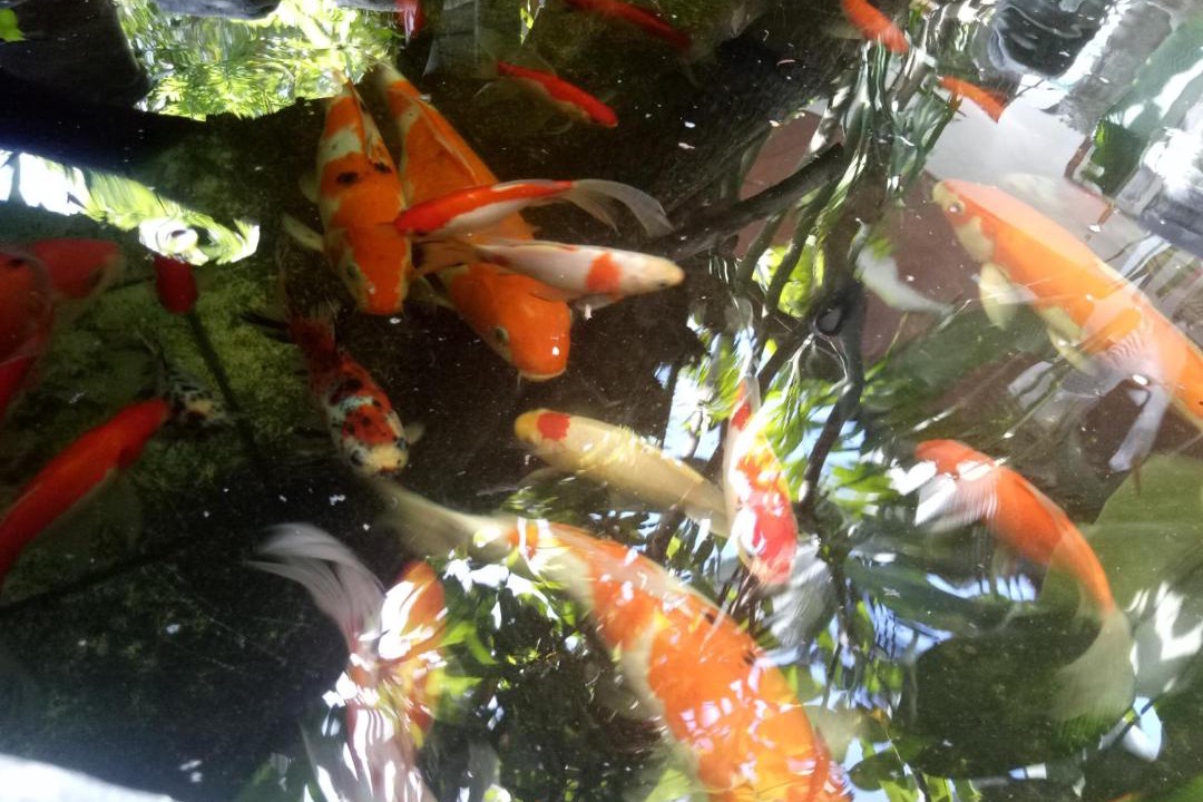 Photo of Others in Sanur