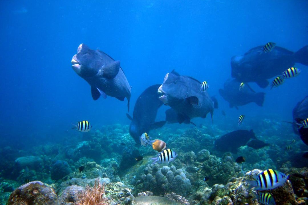 Photo of Others in Tulamben
