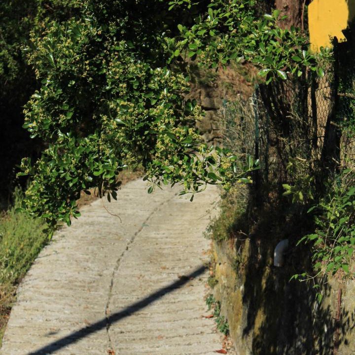 Photo of Others in Podenzana