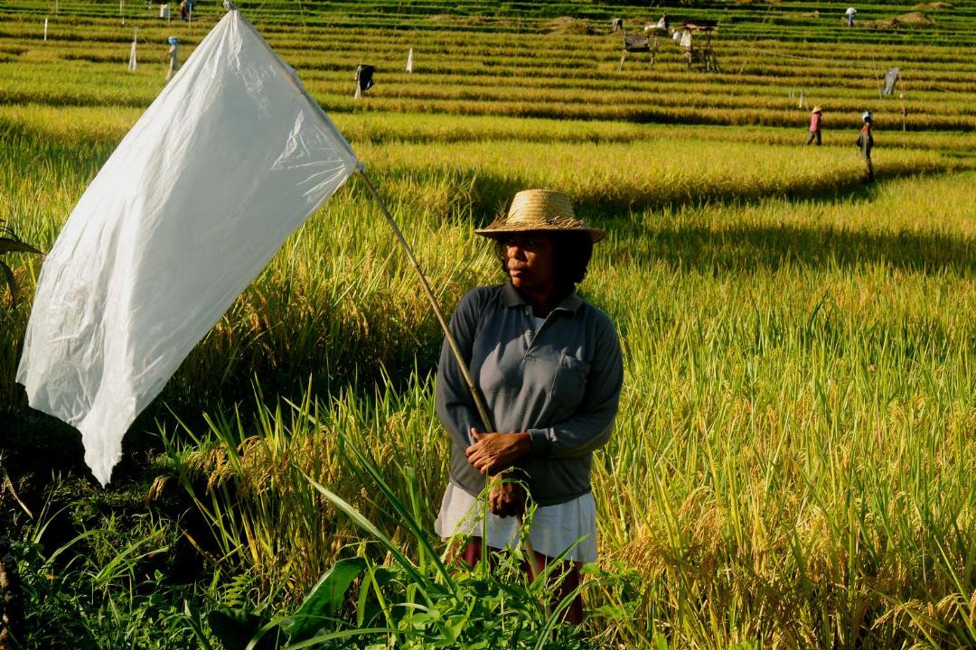 Photo of Others in Munduk