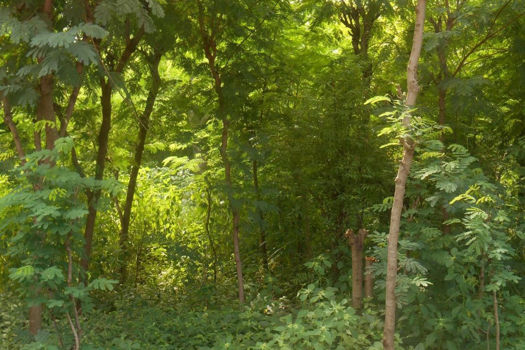 Photo of Outdoor in Pejarakan